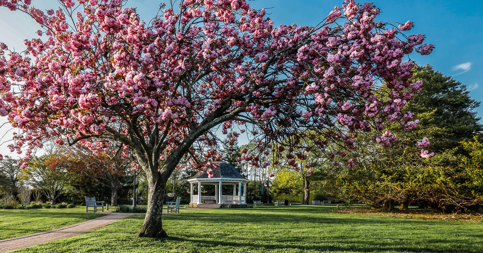 Gazebo on the green